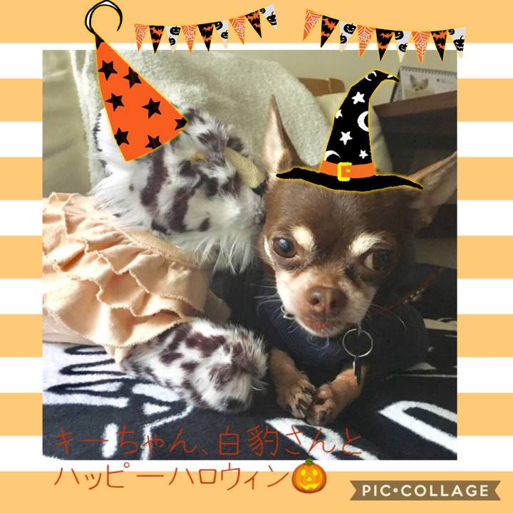 39c28377 39af 4934 b9ee 6ec04fe28875 1540894412549