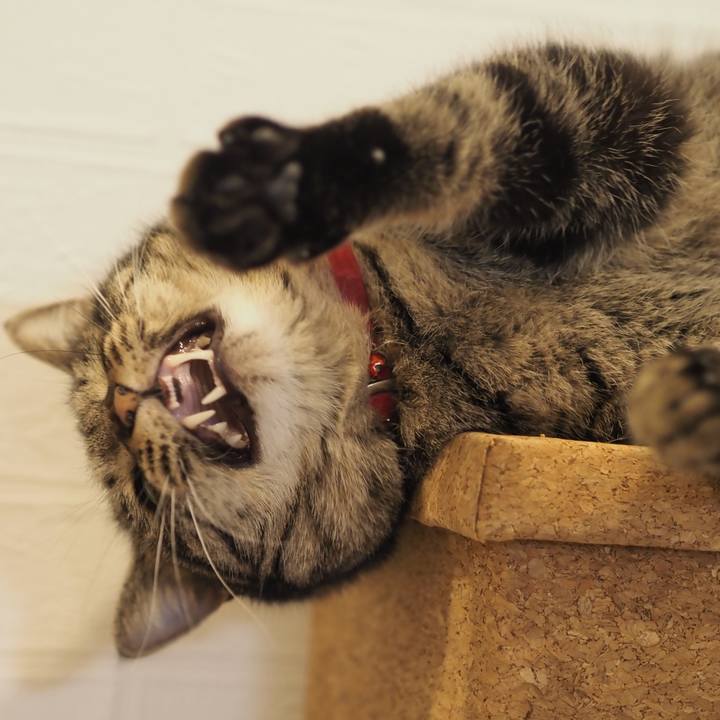 39c299fd 8808 4f49 8a72 2a9c97ede3ad 1611576617258