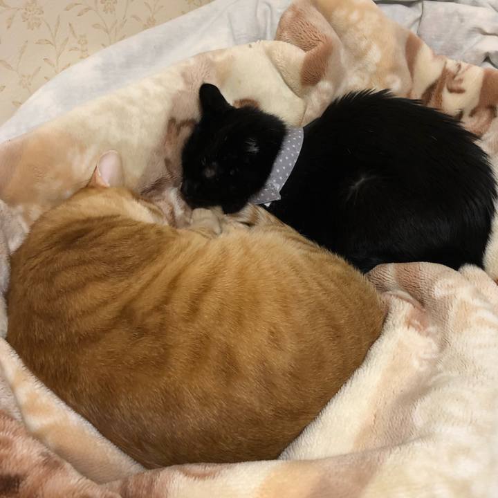 39c4347d 5ea6 4b3b a28f 58c85848a0b1 1573892060203