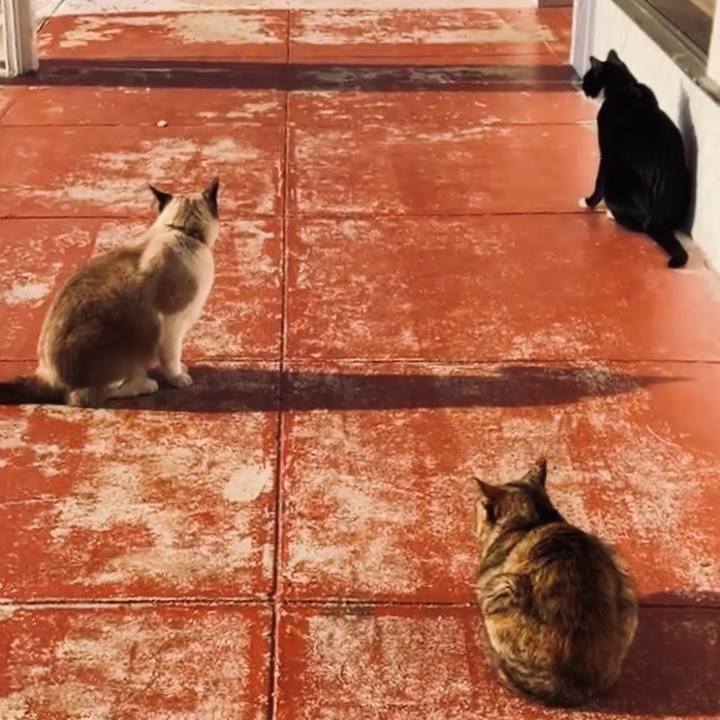 39c7951e f1e1 44e5 bbfb 2b768fdb7f68 1737514691068