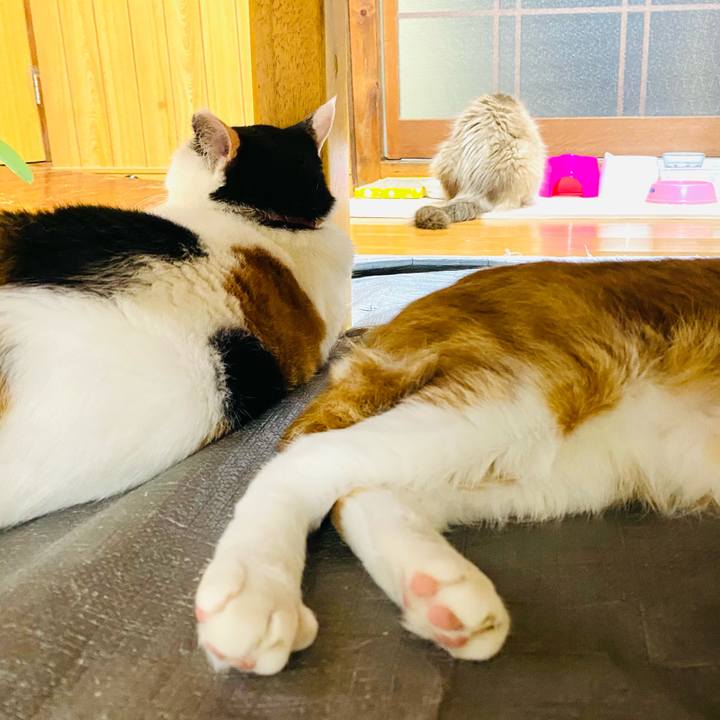 39c929f1 c6cf 490d 9852 cb2eb9e57d97 1691672260435