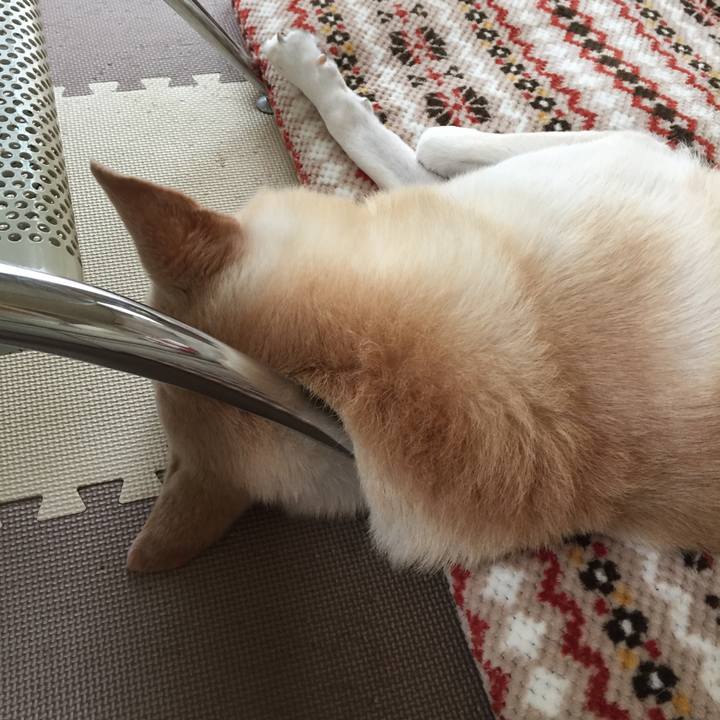 39cc0833 89e9 4894 82e4 838cea8c1247 1510189240850