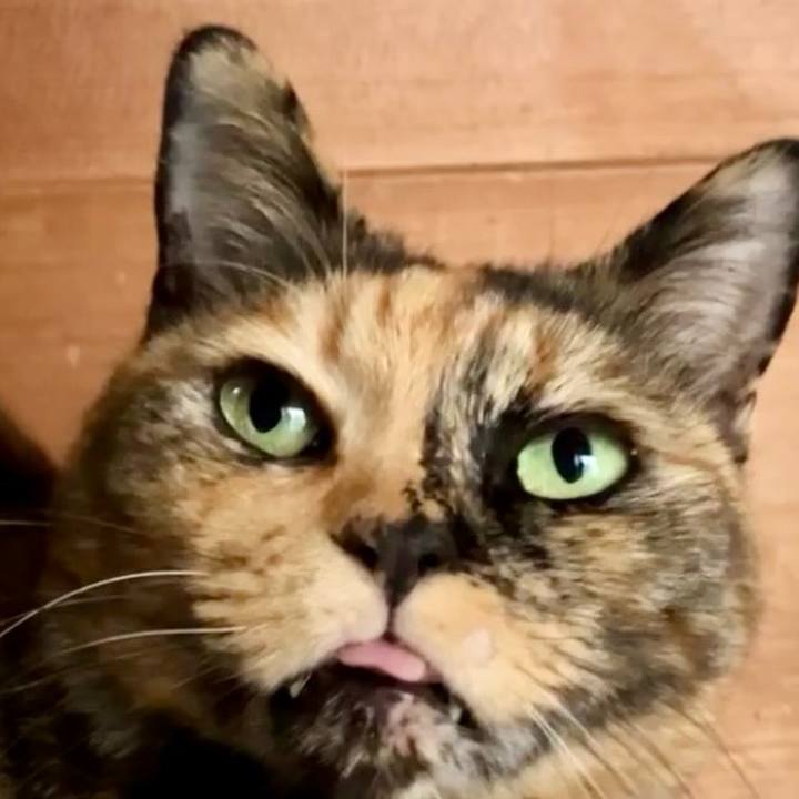 39ce5b59 ad4b 4fda b9a8 4c926448fb04 1733449409759