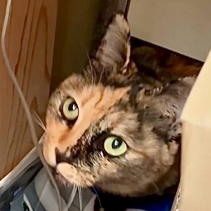 39d4ab67 ba59 47b2 8f90 42cd48719dc9 1762398289965