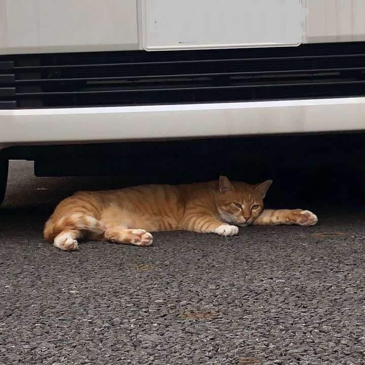 39d81cf9 3950 48c6 8a65 99393d832313 1595255643782