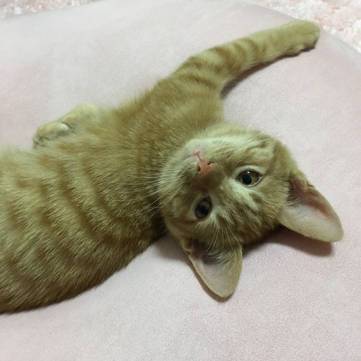 39db4705 f2cd 4873 8ee4 6ef3b61f311e 1514725530954