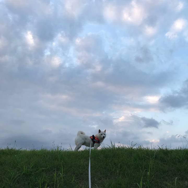 39dc161c 2864 4eab 9e45 433fa941247c 1527846912589