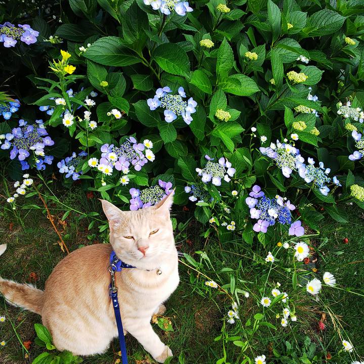 39ddaea0 d859 43f8 a861 80fcfaf82d30 1563229625500