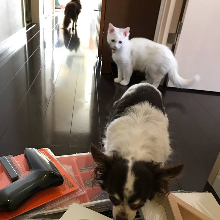 39e129f1 6f34 42f4 8633 d4fda6f01144 1509700312230