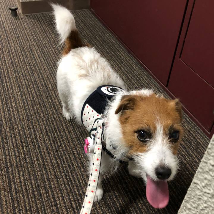 39e6bed3 e32f 4c66 9bc1 4d11bd80e1e3 1531774303909