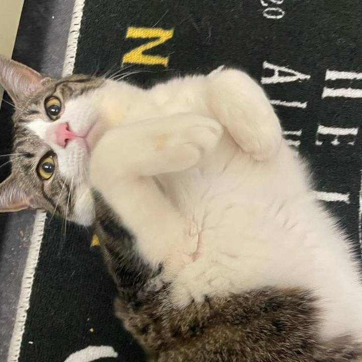 39e80313 c039 4b3a 99a5 61de5602ba66 1741360643220