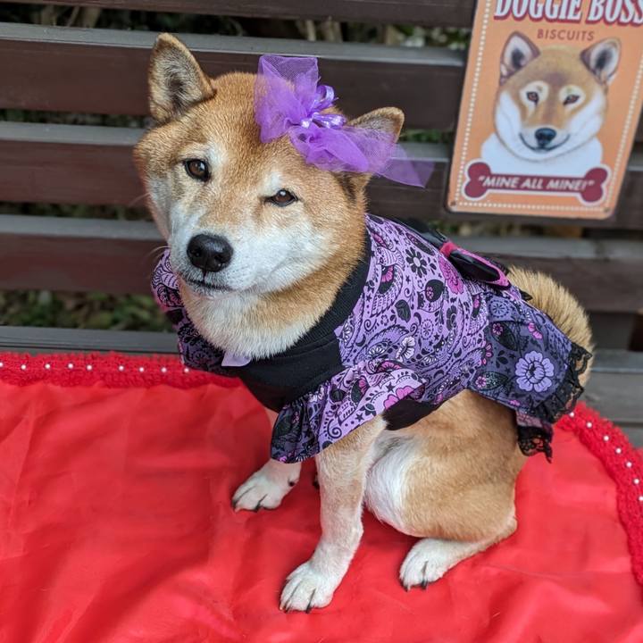 39e97941 627e 41fe a646 40b1e918b8fc 1703391831036