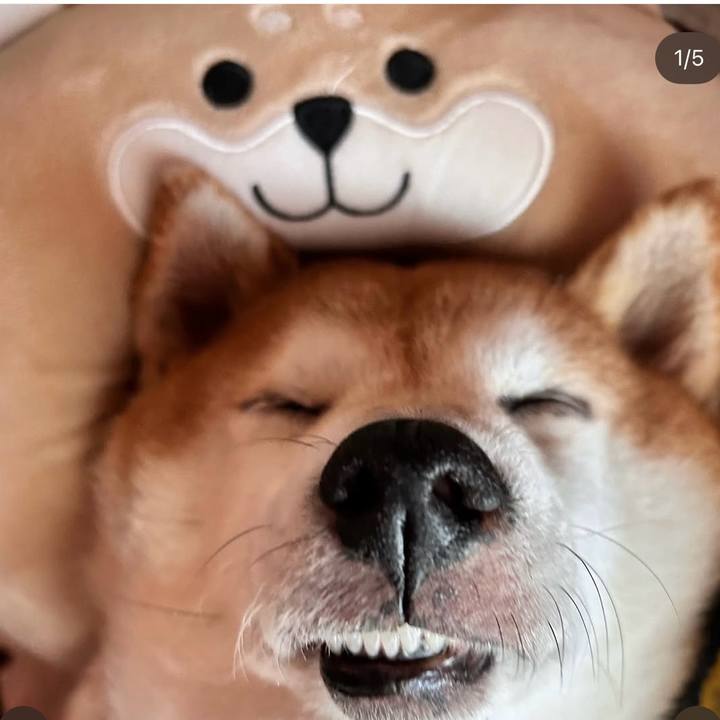 39ecc365 a0da 4cd7 b369 630742d19051 1758606052237