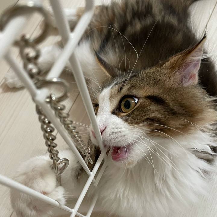 39f0d564 cd1b 48db ac02 d3d7c1270d0e 1636031047707