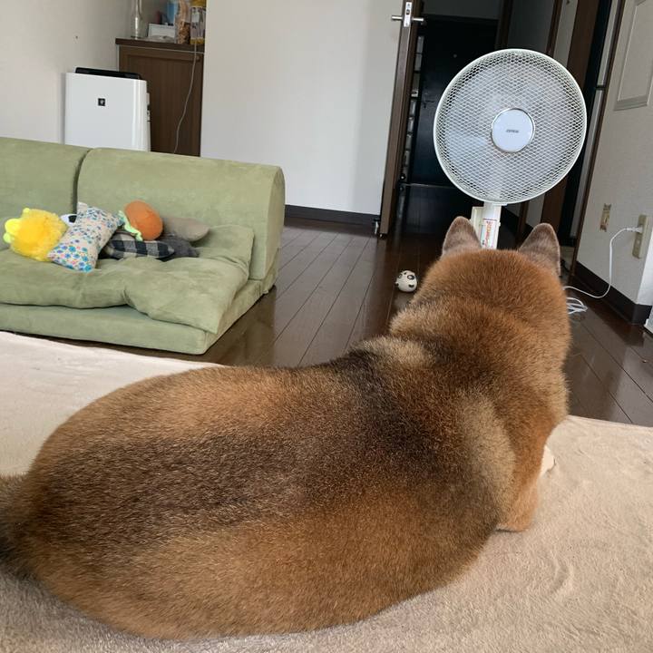 39f18942 0de9 406b b4ca 44ca31444918 1588391033318