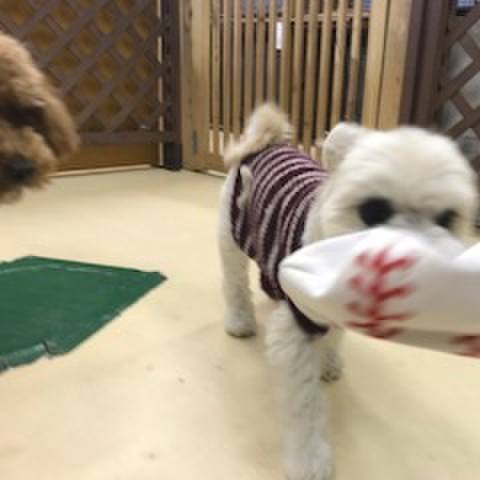 39f55d9c f4d9 4b3e 8979 30c29f6b8655 1513075697974