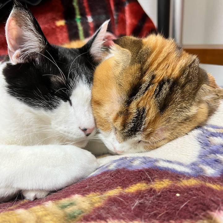 39f600d3 2479 4559 9b43 1dcd26be9867 1704380852036