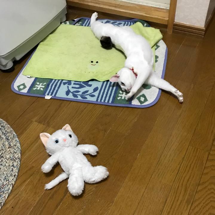 39f6c6df 0426 46e8 8a42 9be08d219009 1546937575767