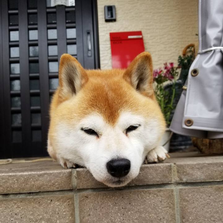 39f7594a 69d3 49d8 a2ed c0c82e11d8dc 1619305343799