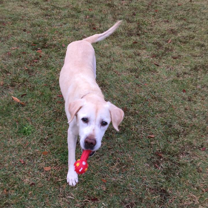 39f8a32c c3f4 4dd1 9f65 00ee1a74db00 1508987986459