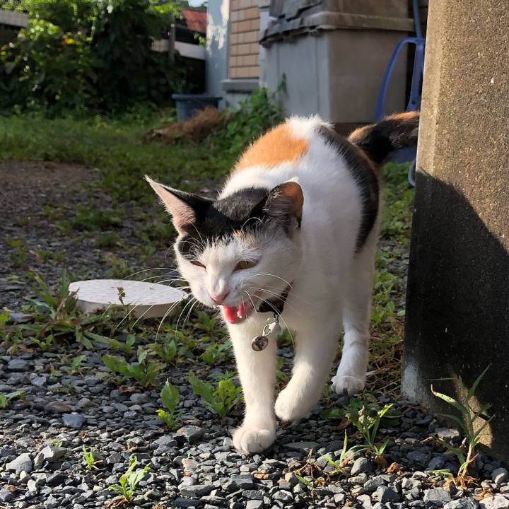 39fb5e40 abf9 44d3 a800 6f78da00b88d 1627856549602