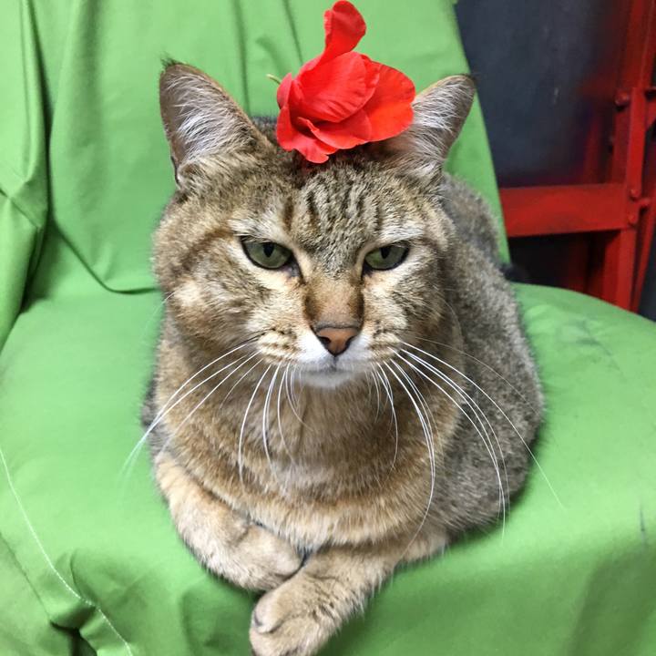 39fe1966 c05a 4c0c ac58 64e45ddd152f 1563319512481