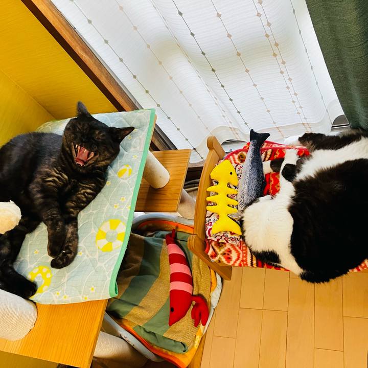 39fea268 ce9c 4a49 ba04 ae434a4201d9 1721543988214