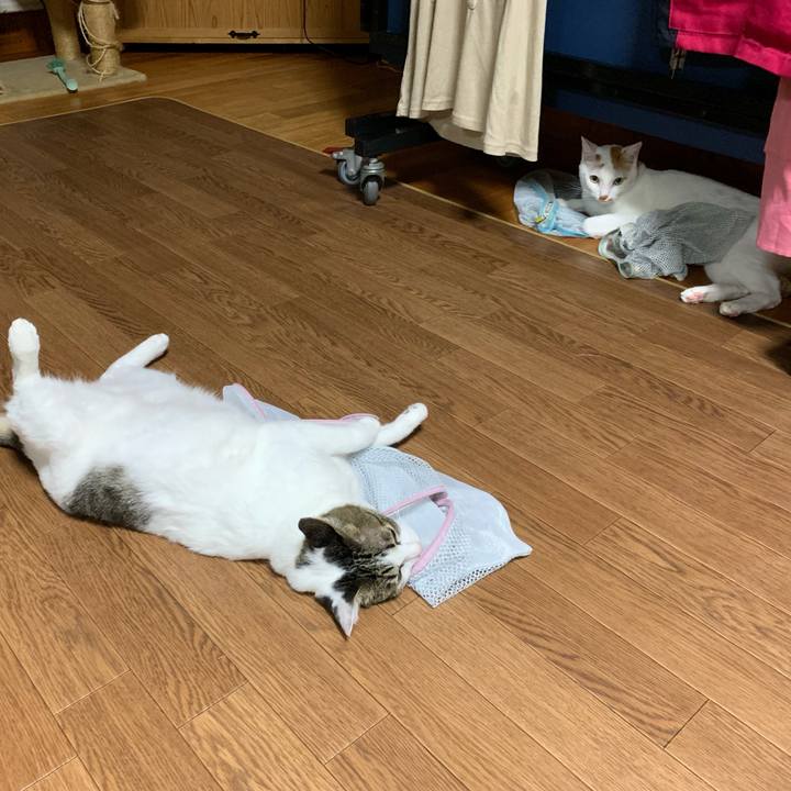 39fffc52 4cbc 4cee ae31 26e20c9be709 1565879597081