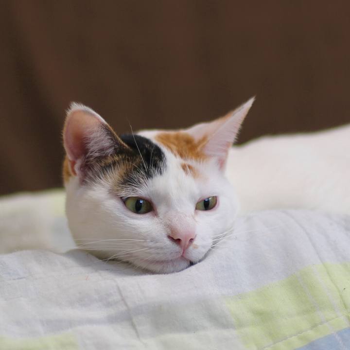 3a0003ab 4b5f 4c04 8f2d d059c4a32321 1581651477957