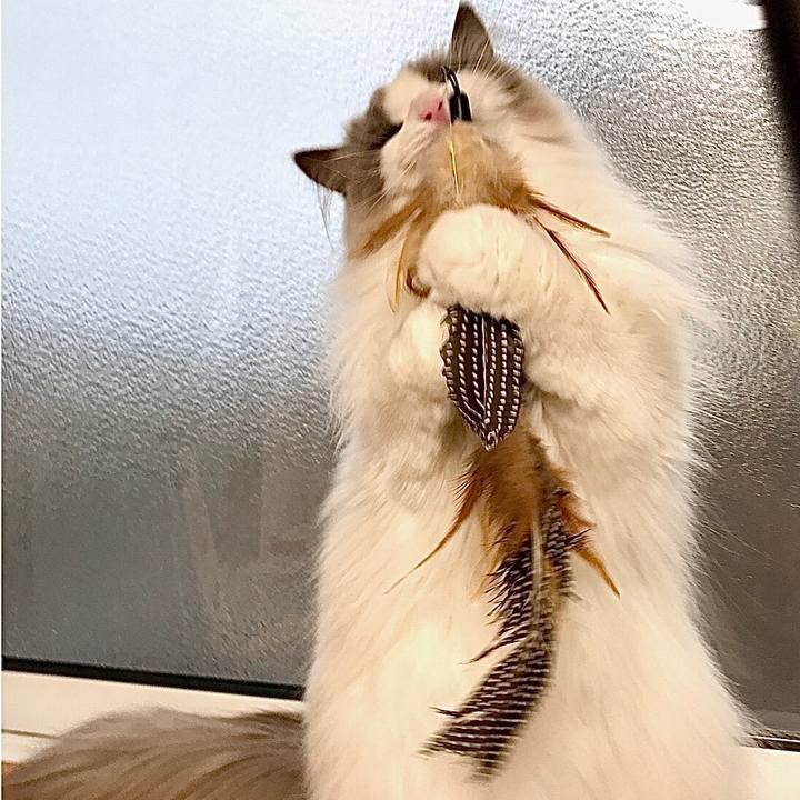 3a014fed 659f 4fc3 bf61 1eb3a7e3e6a2 1588715184487