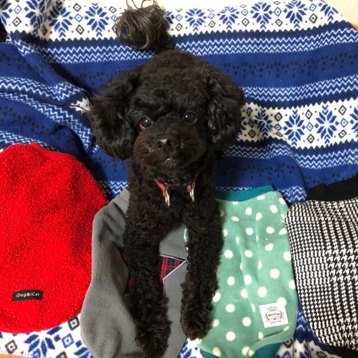 3a03c986 c205 4e6e a575 deda07969fc2 1575034894149