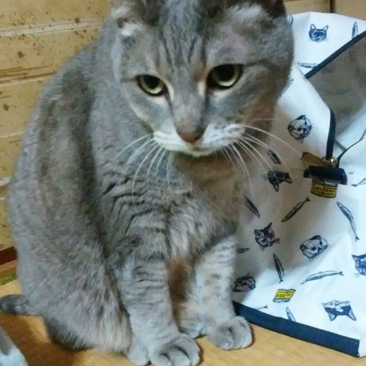 3a0b3a6c e12f 46c8 a189 e1c264fefacf 1547832586191