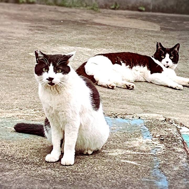 3a0d64fe 28f4 4370 9696 775ce058b6cb 1556062321512