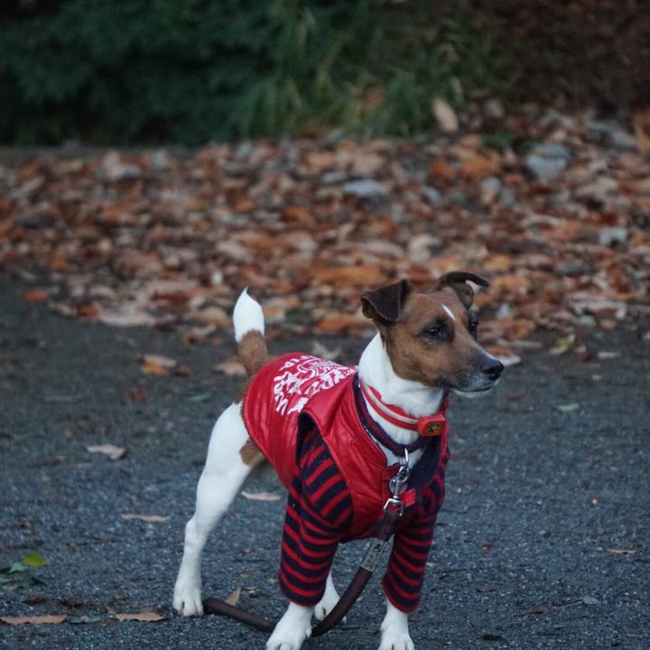 3a11625e 9ef3 4b0a 9a78 d7572eedee25 1512859288759