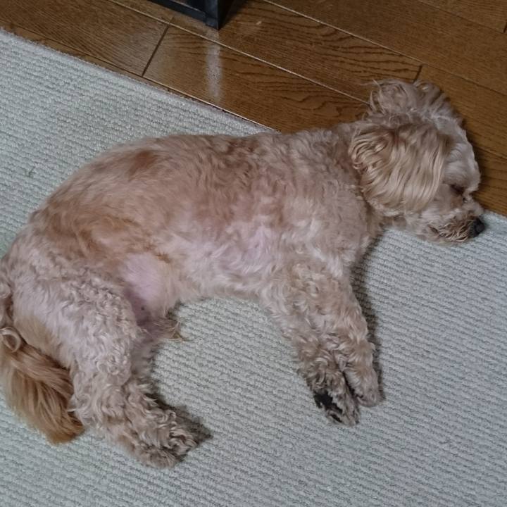 3a11fdc5 c44c 4726 ac84 0464511fb9da 1557649405978