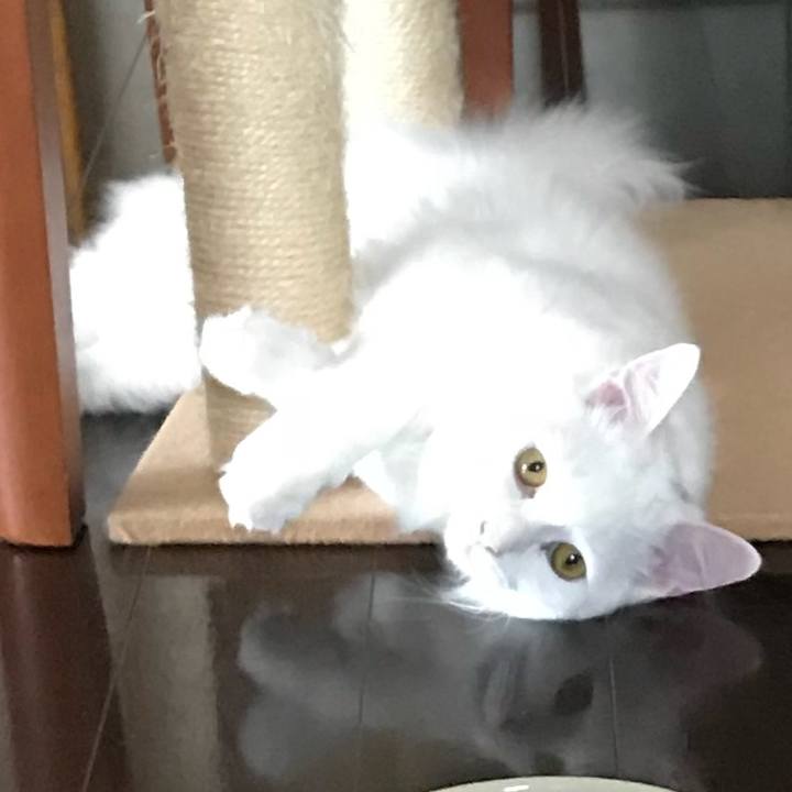 3a13f8c6 85c7 40ee 8819 1c5e7d1c317e 1522123394745