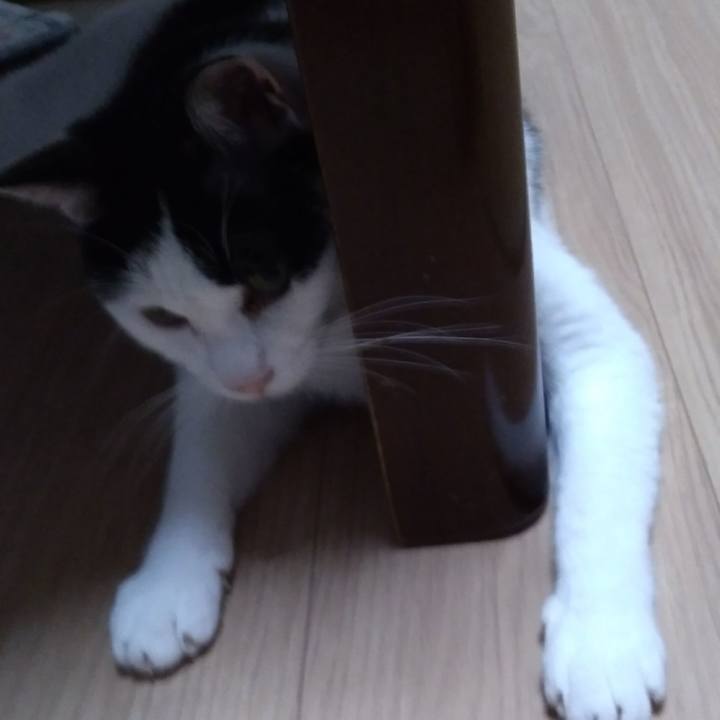 3a1ee4ba 4398 4fd7 91d5 8ebf5fd810e4 1532604346957