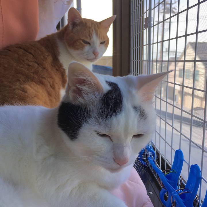 3a232b1e 4347 4824 a73c 4853c8690208 1592464550408