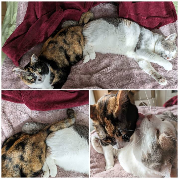 3a2733cb 6551 4fa5 a04d 550b9fce9d82 1702957168407