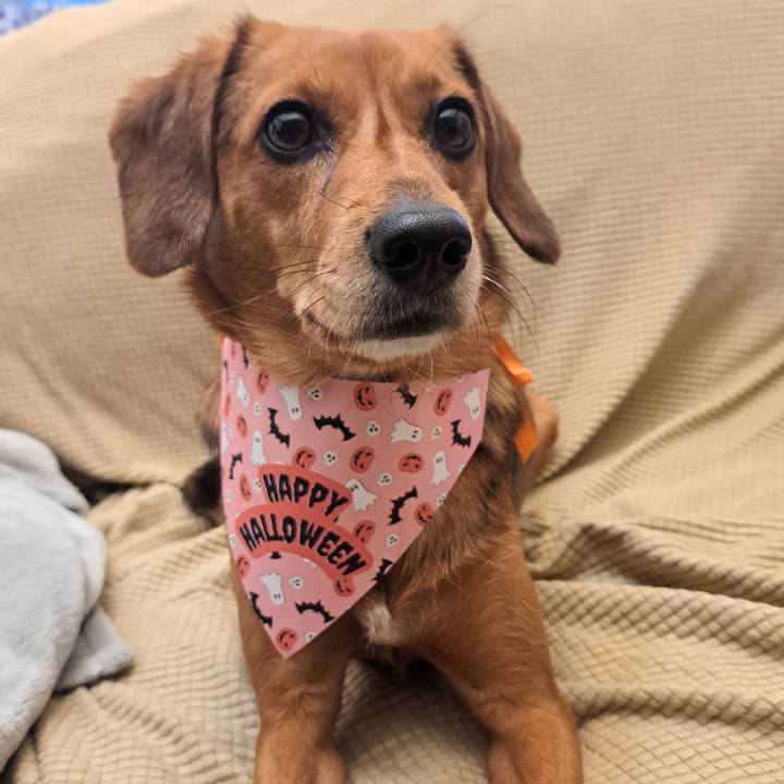 3a2b2a91 1389 4298 9265 c4d5da0685e6 1761864185805