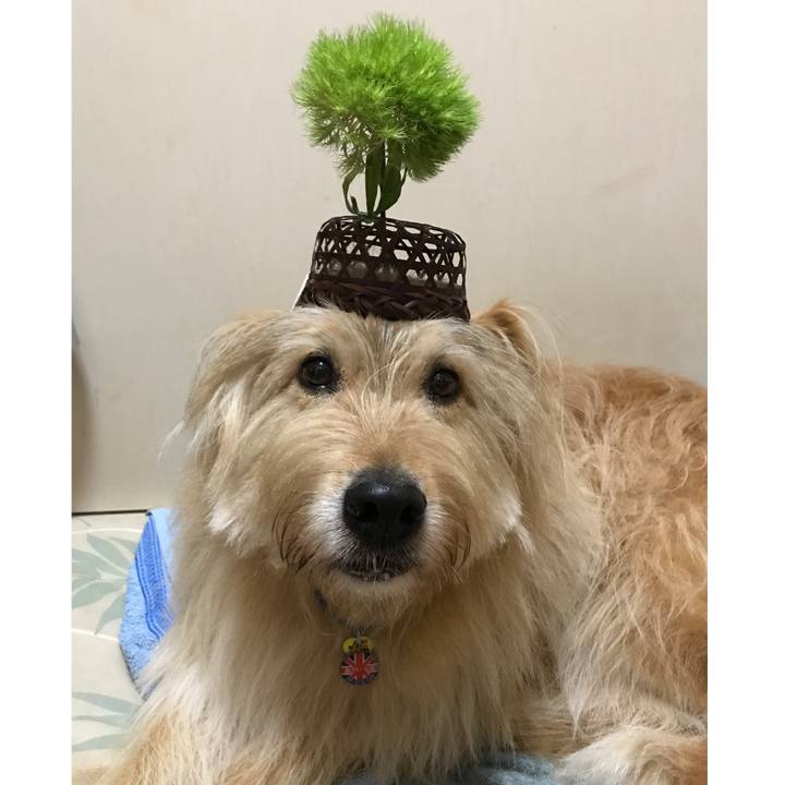 3a2b96b5 f4f4 4106 a6a0 3f6524ed4e28 1591056983675