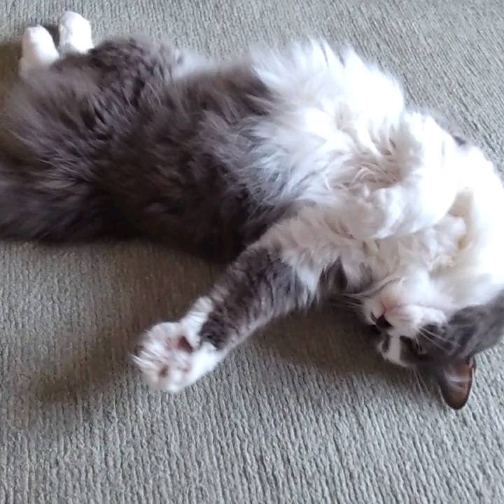 3a2c755a d37c 4def 8a3d 366cee4231a3 1721637682267