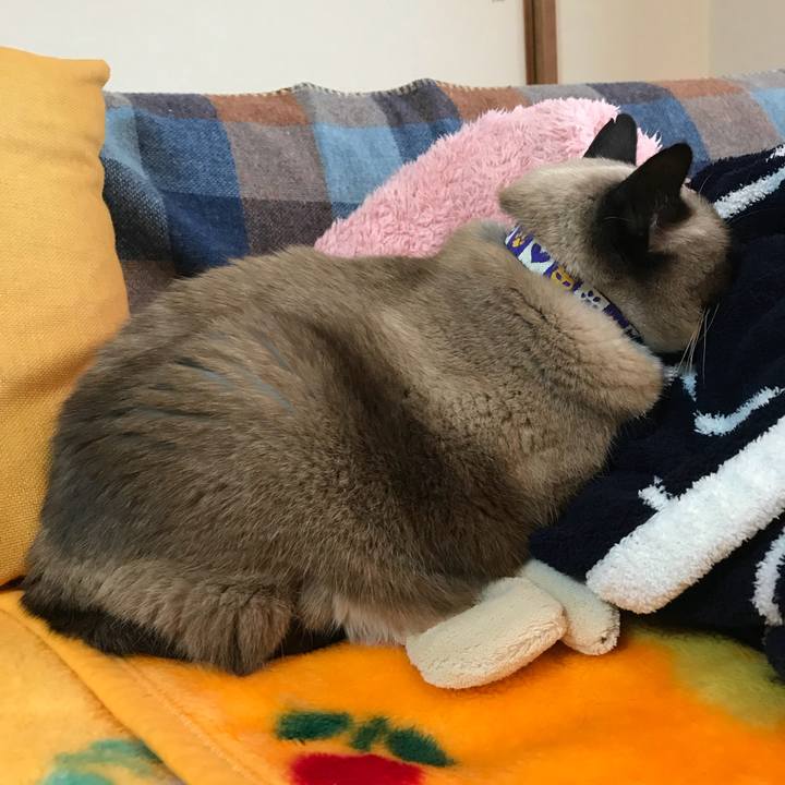 3a2dff10 ca38 40de b040 71ab004238b7 1520559588308