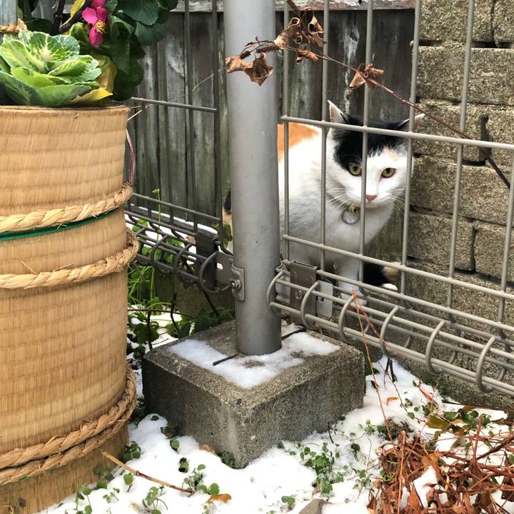 3a2e90f4 06f0 47bf a54c e03ec44adb3d 1610109109874