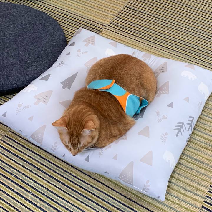 3a307dc6 2c80 4cc8 8a77 f83b1e199303 1561330215798