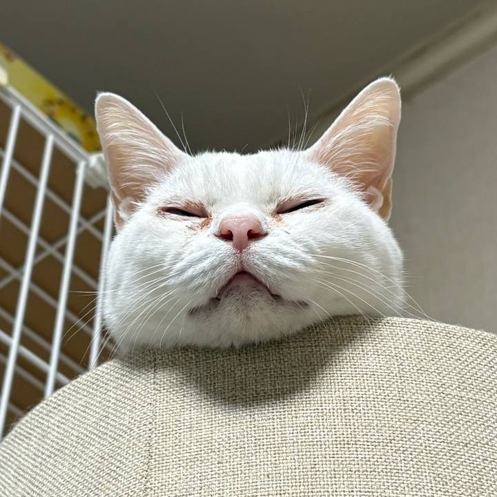 3a31f411 4654 45fd 972b d1e86f9dbd11 1771417197608