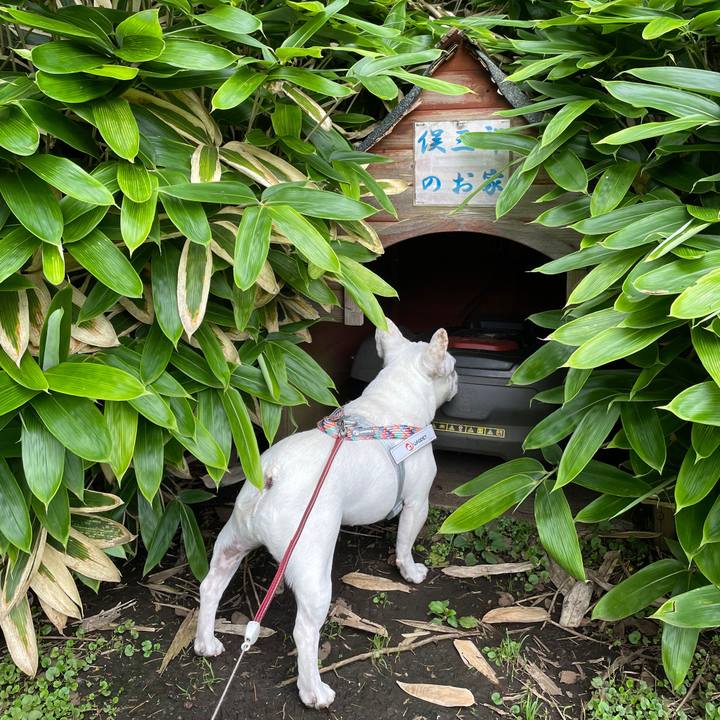 3a326ab2 6cf6 4ad9 99a8 d1b7b924ee87 1749855752831