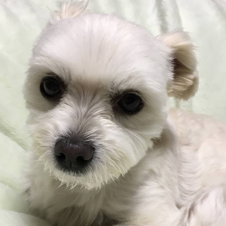 3a33a038 5700 47f8 974c f320cfd8ea4a 1544098833792