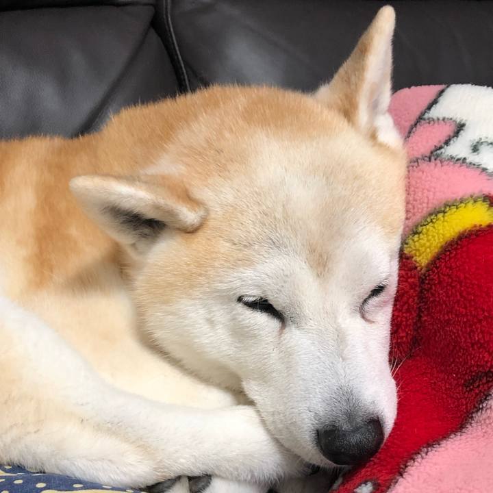 3a392e77 42cd 47de b284 6cf15067b848 1554245612928