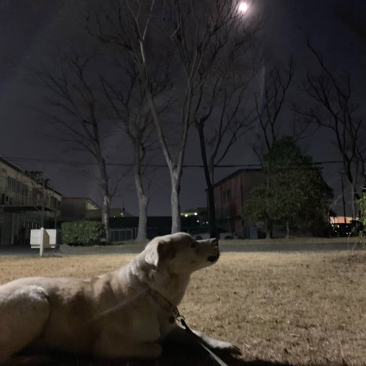 3a3a1417 18c2 40d6 bd2f 2f4b1dc3437e 1550486508938